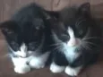 Gato