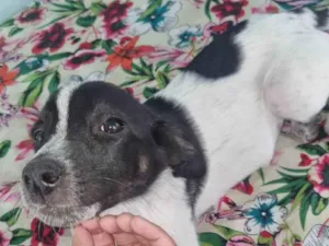 Cachorro raça SRD-ViraLata idade 2 a 6 meses nome Pipoca