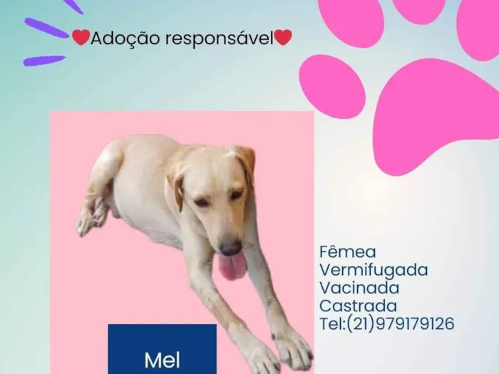 Cachorro ra a Labrador idade 1 ano nome Mel