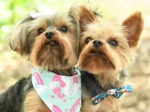 Cachorro raça yorkishare  idade 3 anos nome Harry e Frozen