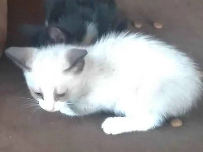 Gato ra a SRD idade Abaixo de 2 meses nome Gato