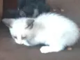 Gato
