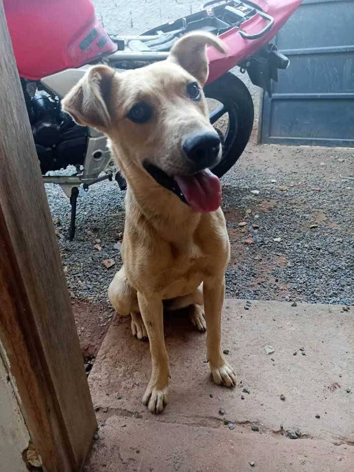 Cachorro ra a SRD-ViraLata idade 7 a 11 meses nome Malli