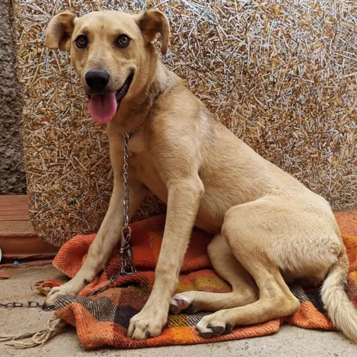 Cachorro ra a SRD-ViraLata idade 7 a 11 meses nome Malli