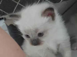 Gato raça SRD-ViraLata idade Abaixo de 2 meses nome Nina, mel e thor