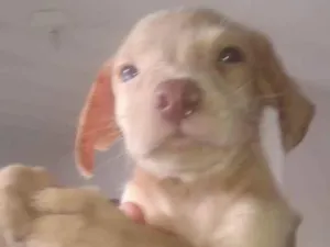 Cachorro raça SRD-ViraLata idade 2 a 6 meses nome Boy's 2 men