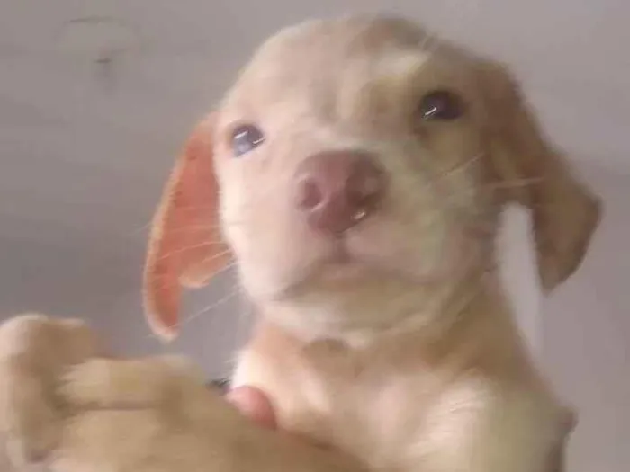 Cachorro ra a SRD-ViraLata idade 2 a 6 meses nome Boy's 2 men