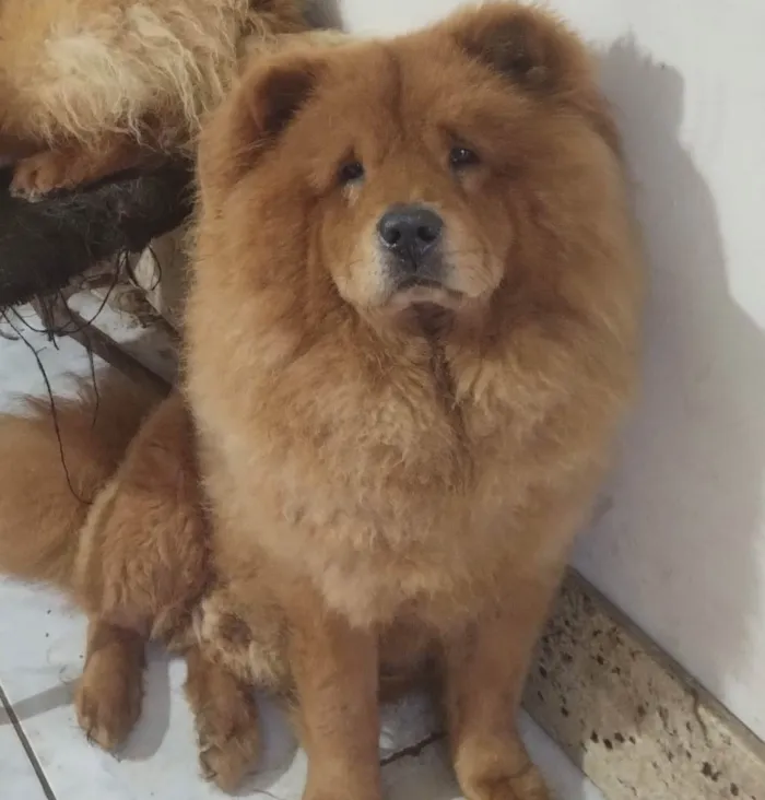 Cachorro ra a Chow Chow  idade 3 anos nome Urso 