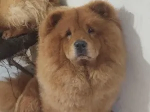 Cachorro raça Chow Chow  idade 3 anos nome Urso 