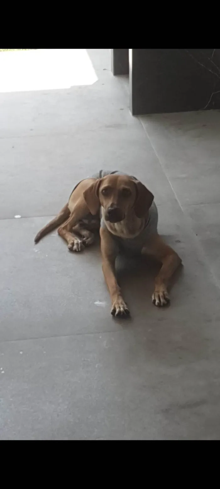 Cachorro ra a SRD-ViraLata idade 1 ano nome Moça