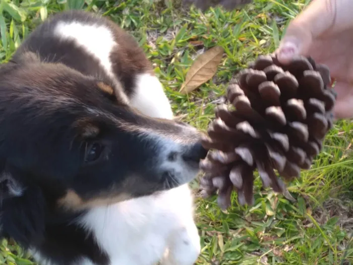 Cachorro ra a Pastor c viralata idade 2 a 6 meses nome LOLINHA