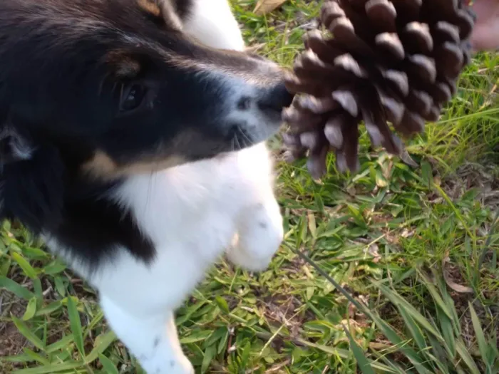 Cachorro ra a Pastor c viralata idade 2 a 6 meses nome LOLINHA