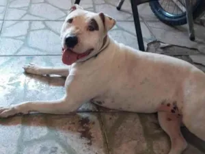 Cachorro raça Pit-Bull idade 2 anos nome Maia