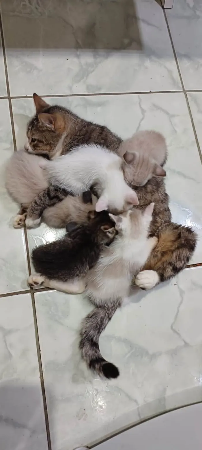 Gato ra a SRD-ViraLata idade Abaixo de 2 meses nome Ninhada