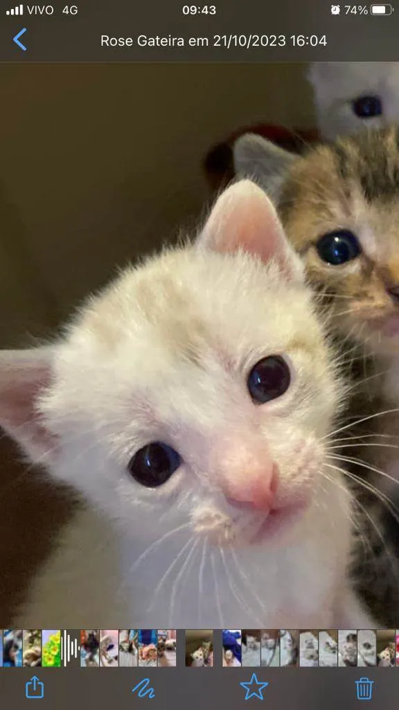 Gato ra a SRD-ViraLata idade Abaixo de 2 meses nome Ninhada