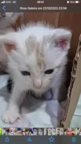 Ninhada