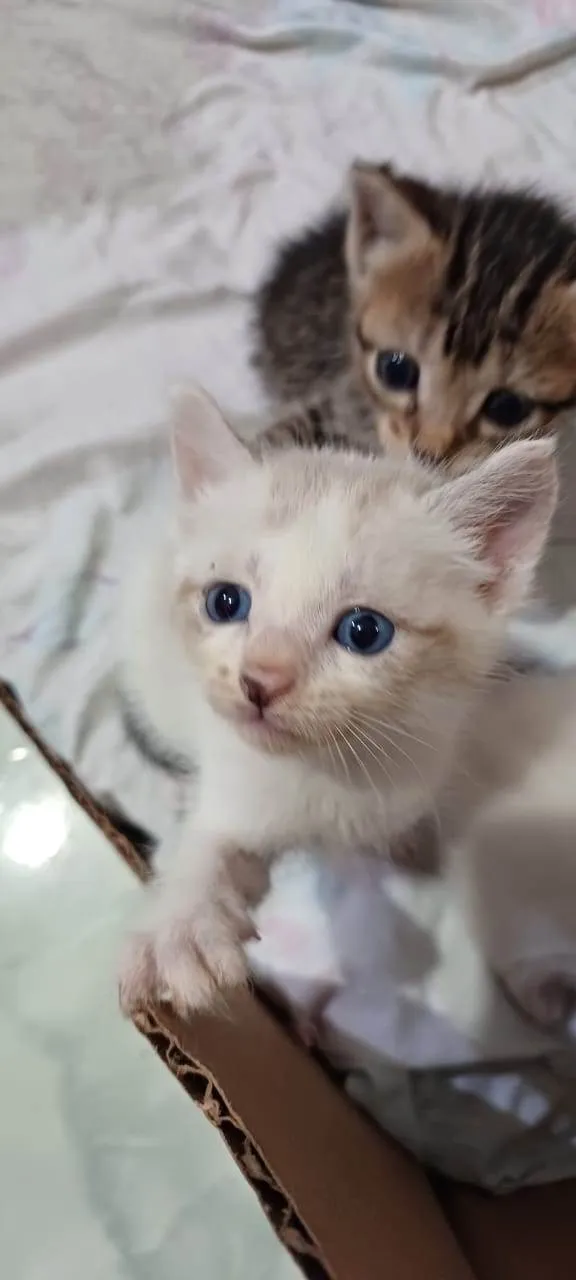 Gato ra a SRD-ViraLata idade Abaixo de 2 meses nome Ninhada