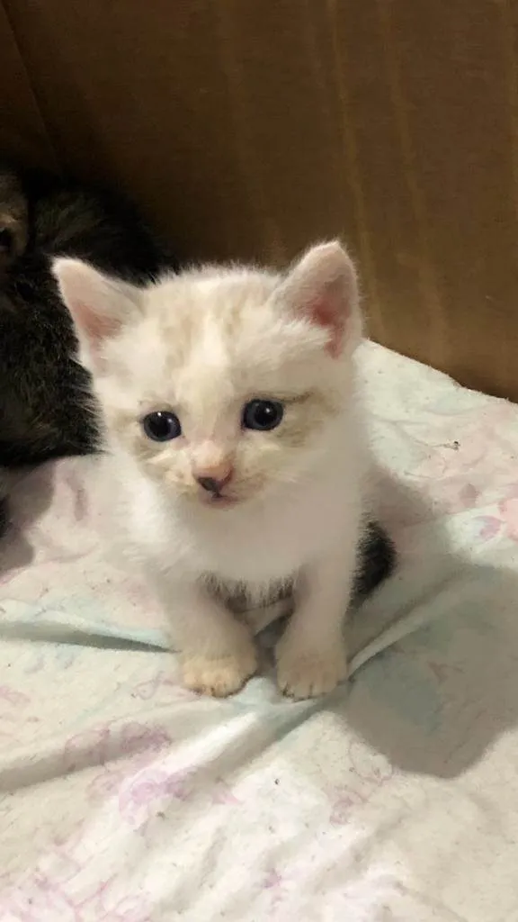 Gato ra a SRD-ViraLata idade Abaixo de 2 meses nome Ninhada