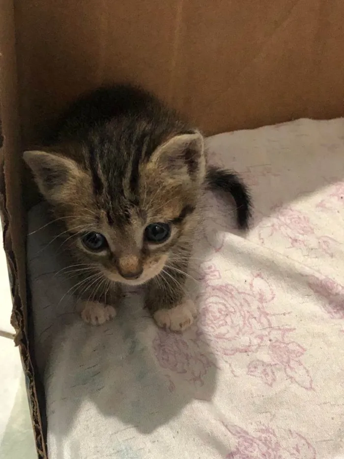 Gato ra a SRD-ViraLata idade Abaixo de 2 meses nome Ninhada