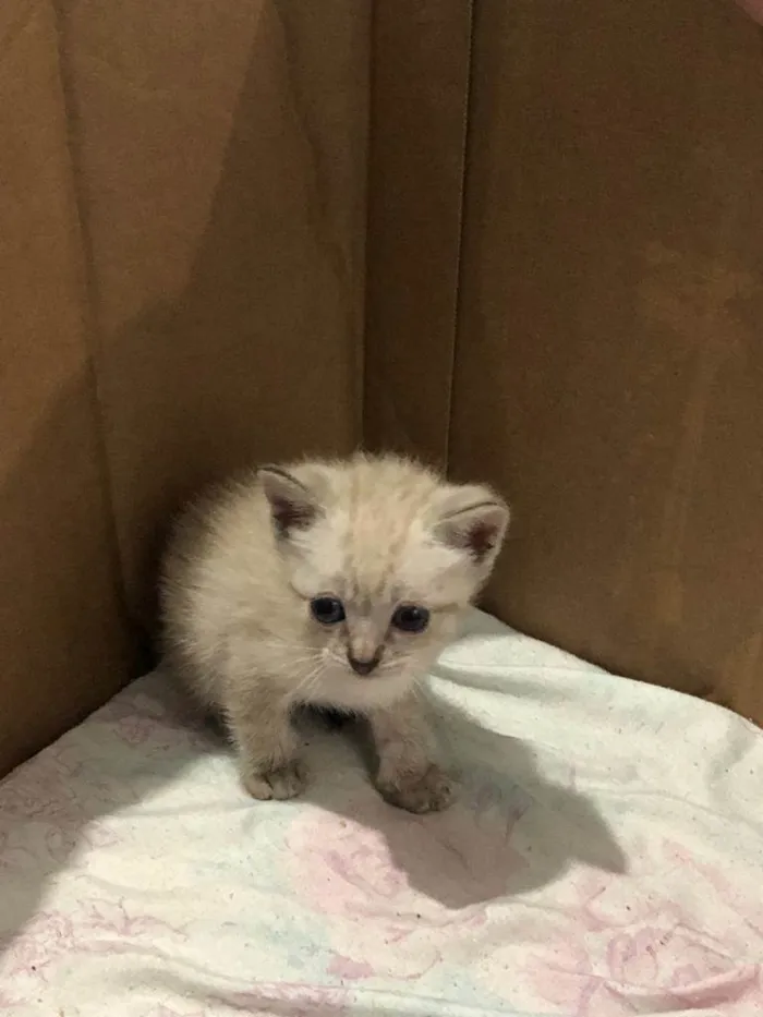 Gato ra a SRD-ViraLata idade Abaixo de 2 meses nome Ninhada