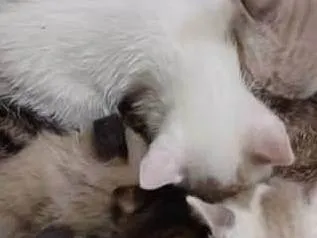 Gato ra a SRD-ViraLata idade Abaixo de 2 meses nome Ninhada