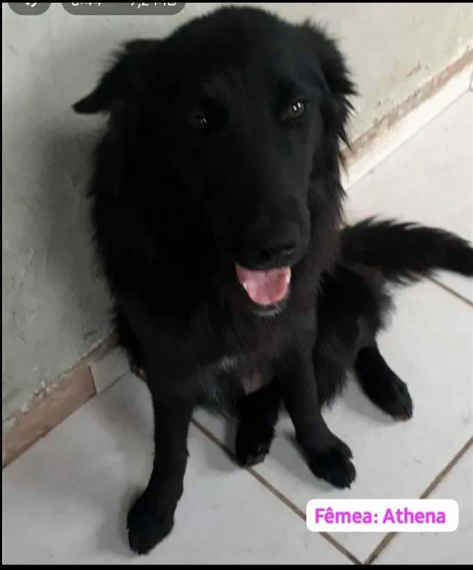 Cachorro ra a SRD-ViraLata idade 1 ano nome Athena
