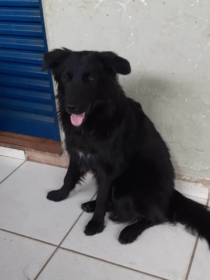 Cachorro ra a SRD-ViraLata idade 1 ano nome Athena