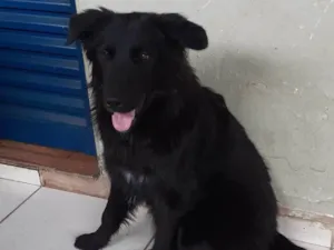 Cachorro raça SRD-ViraLata idade 1 ano nome Athena