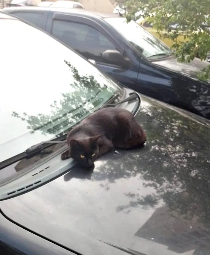 Gato ra a SRD-ViraLata idade 1 ano nome Derek