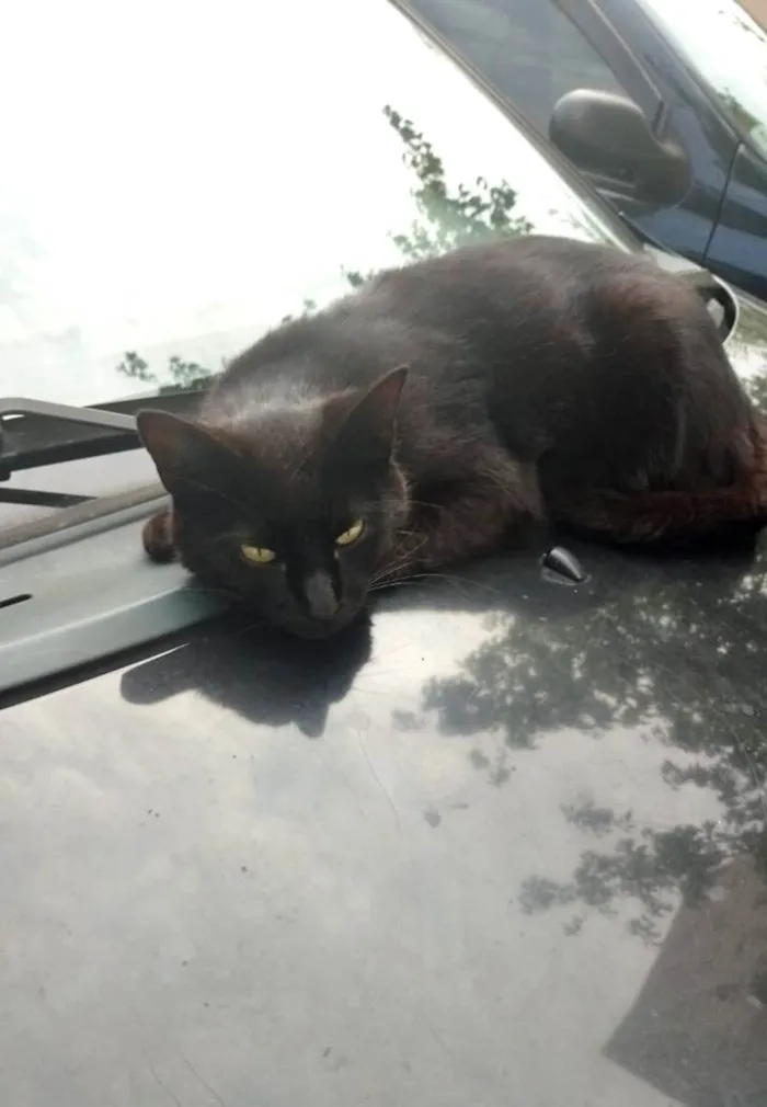 Gato ra a SRD-ViraLata idade 1 ano nome Derek