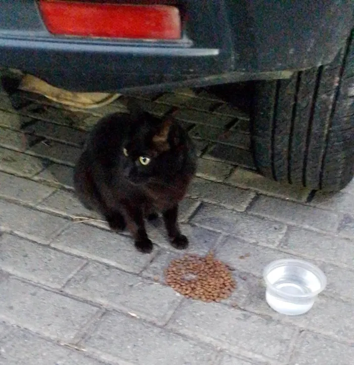 Gato ra a SRD-ViraLata idade 1 ano nome Derek