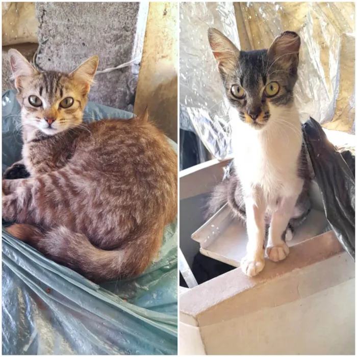 Gato ra a SRD-ViraLata idade 1 ano nome Fêmeas Castradas