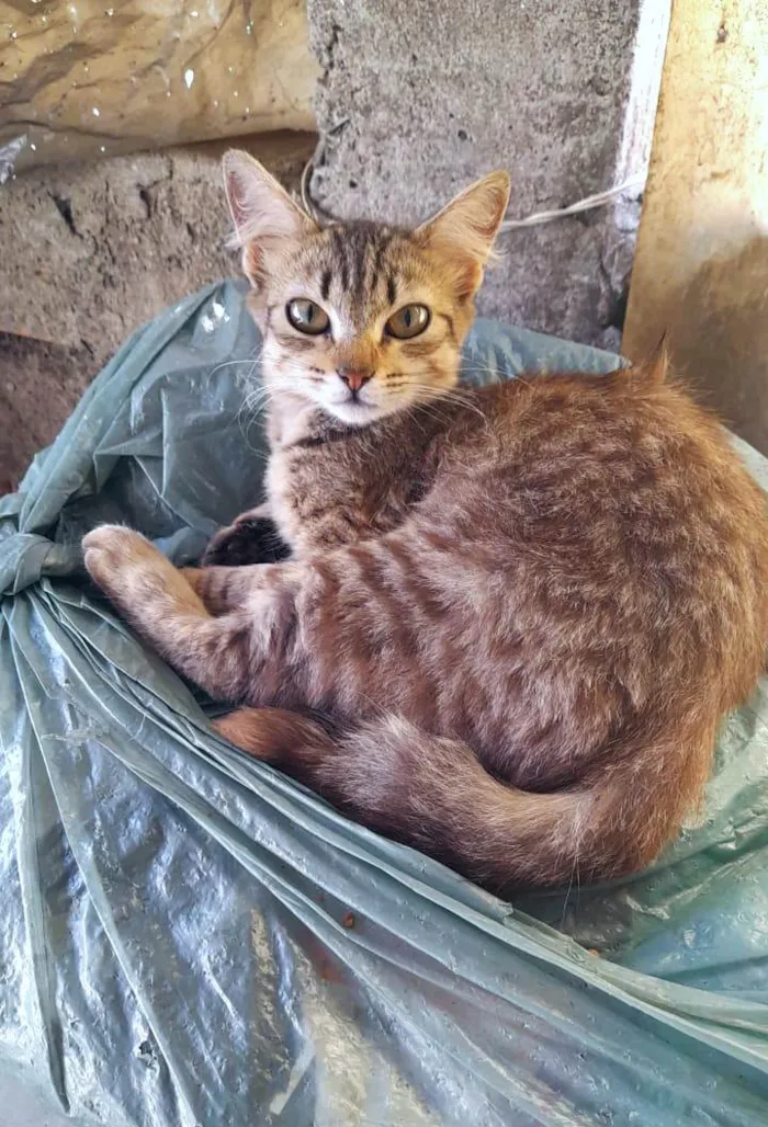 Gato ra a SRD-ViraLata idade 1 ano nome Fêmeas Castradas