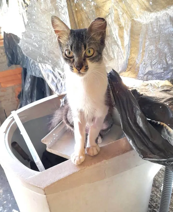 Gato ra a SRD-ViraLata idade 1 ano nome Fêmeas Castradas
