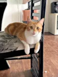 Artemis
