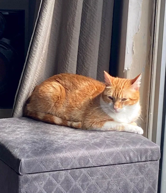 Gato ra a SRD-ViraLata idade 2 anos nome Artemis
