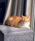 Artemis