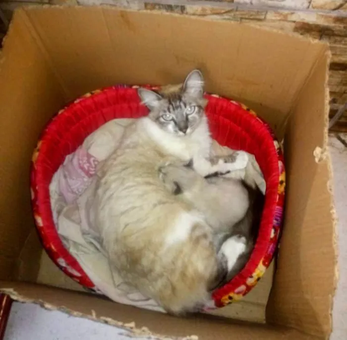 Gato ra a SRD-ViraLata idade 1 ano nome Peluda