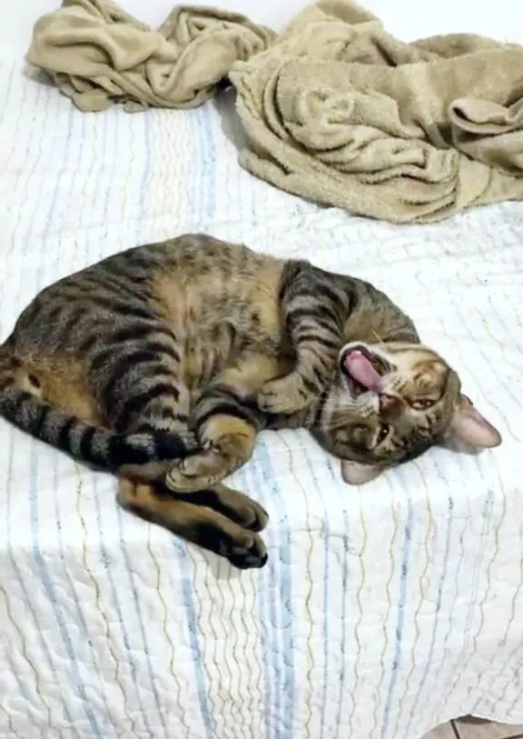 Gato ra a SRD-ViraLata idade 2 anos nome Rajadinho