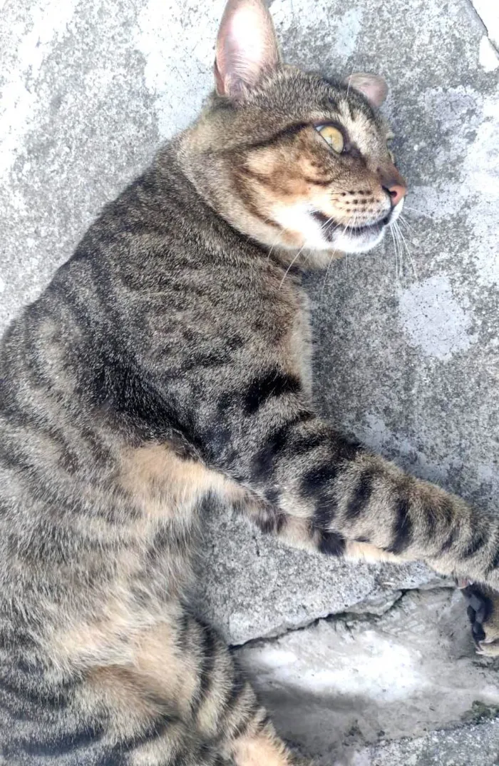 Gato ra a SRD-ViraLata idade 2 anos nome Rajadinho