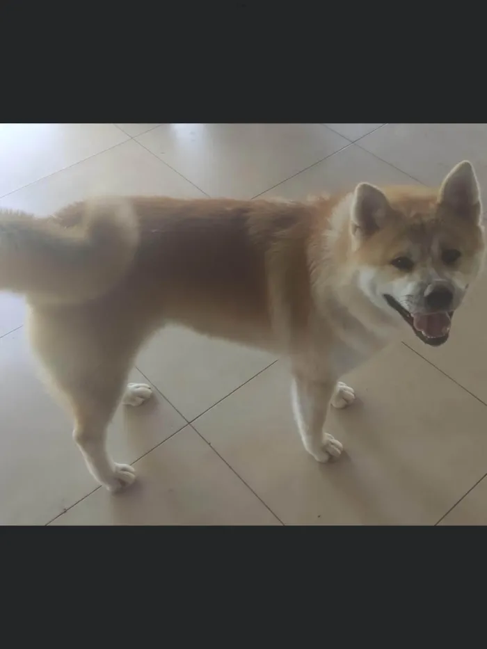 Cachorro ra a Akita idade 7 a 11 meses nome Garu