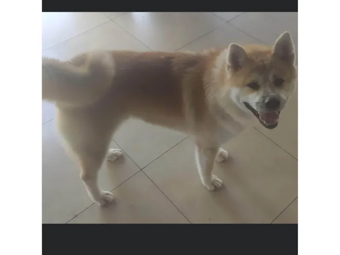 Cachorro ra a Akita idade 7 a 11 meses nome Garu