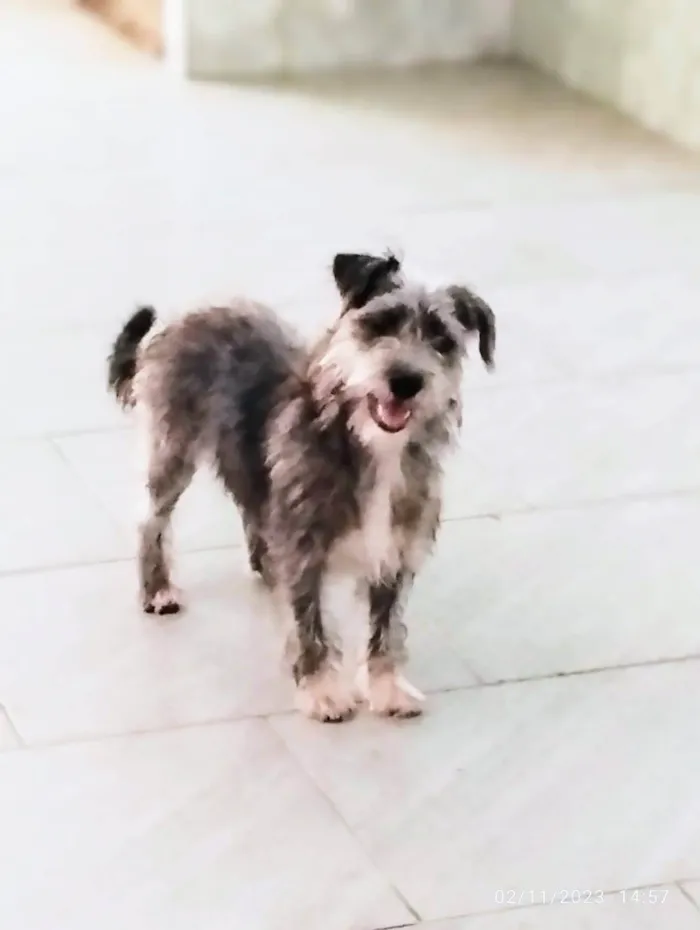 Cachorro ra a SRD-ViraLata idade 2 anos nome Heitor 
