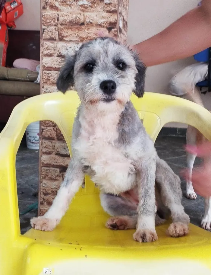 Cachorro ra a Poodle idade 1 ano nome Alice