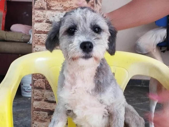 Cachorro ra a Poodle idade 1 ano nome Alice