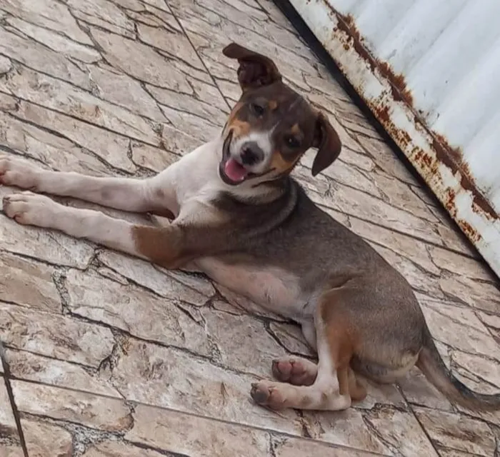 Cachorro ra a SRD-ViraLata idade 2 a 6 meses nome Joaozinho