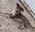Joaozinho