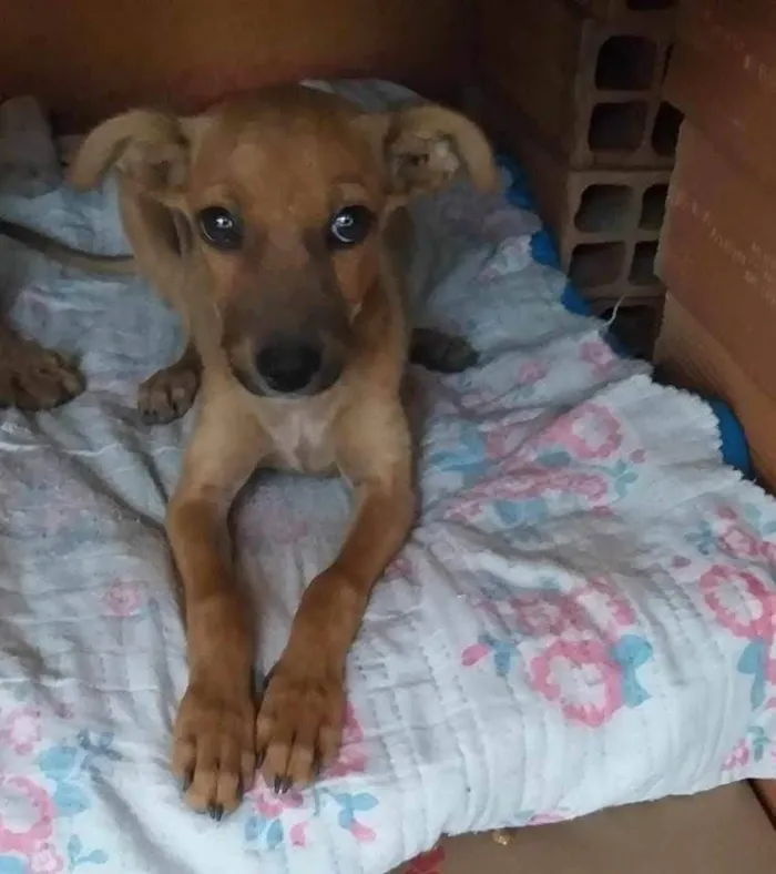 Cachorro ra a SRD-ViraLata idade 2 a 6 meses nome Pepito