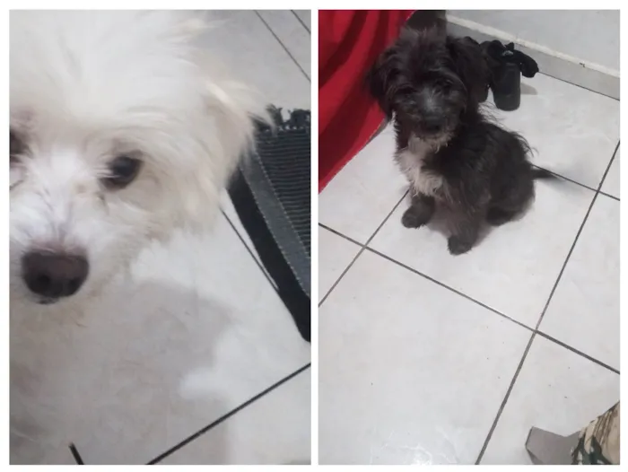 Cachorro ra a vira lata idade 2 a 6 meses nome Blake e Niki