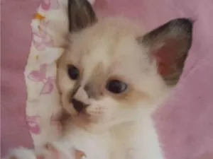 Gato raça Srd idade 2 a 6 meses nome Olivia